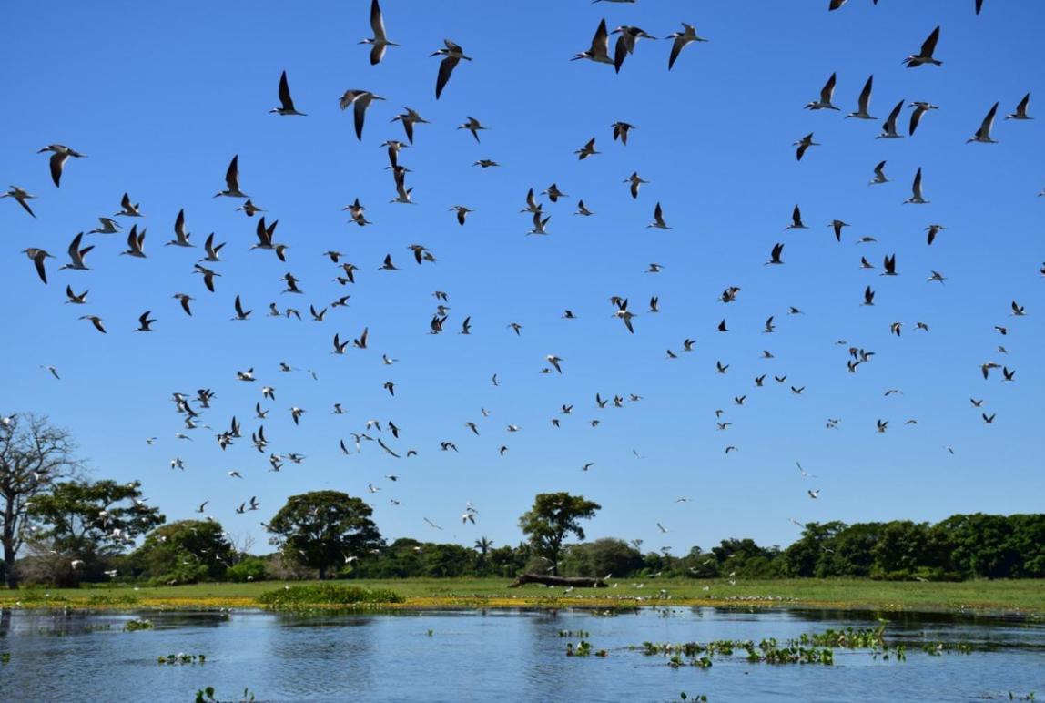 Pantanal - Pousada Sia Mariana Barao de Melgaco Esterno foto