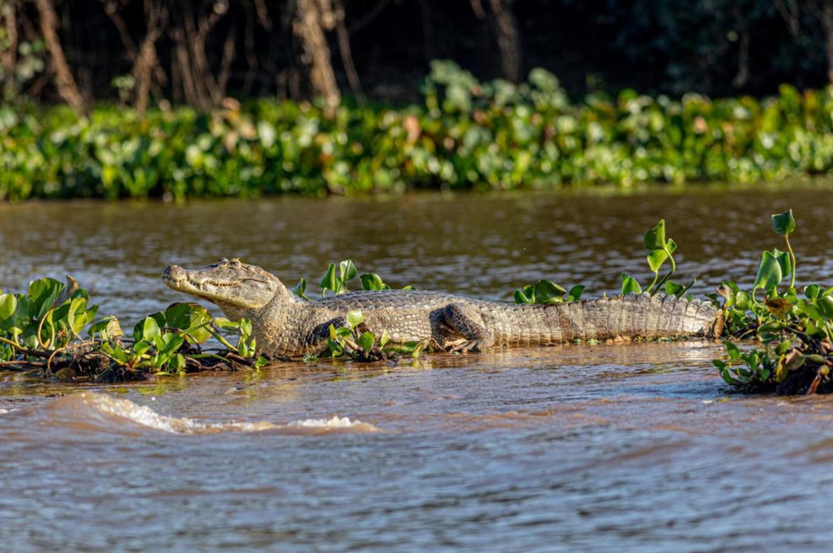 Pantanal - Pousada Sia Mariana Barao de Melgaco Esterno foto